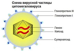 Що таке цітомегаловірус (цітомегаловірусна інфекція) у дітей, як передається Що таке цітомегаловірус (цітомегаловірусна інфекція) у дітей, як передається
