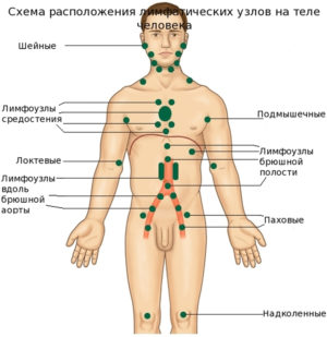 Процедура ультразвукової діагностики лімфатичних вузлів