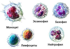 Основні відмінності між лейкоцитами і еритроцитами