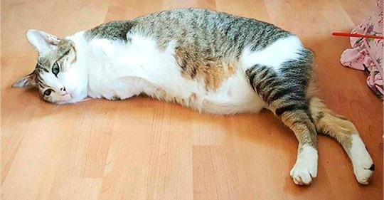 Кот без лапок ходить як кенгуру! Улюбленець Інтернету вчить нас оптимізму